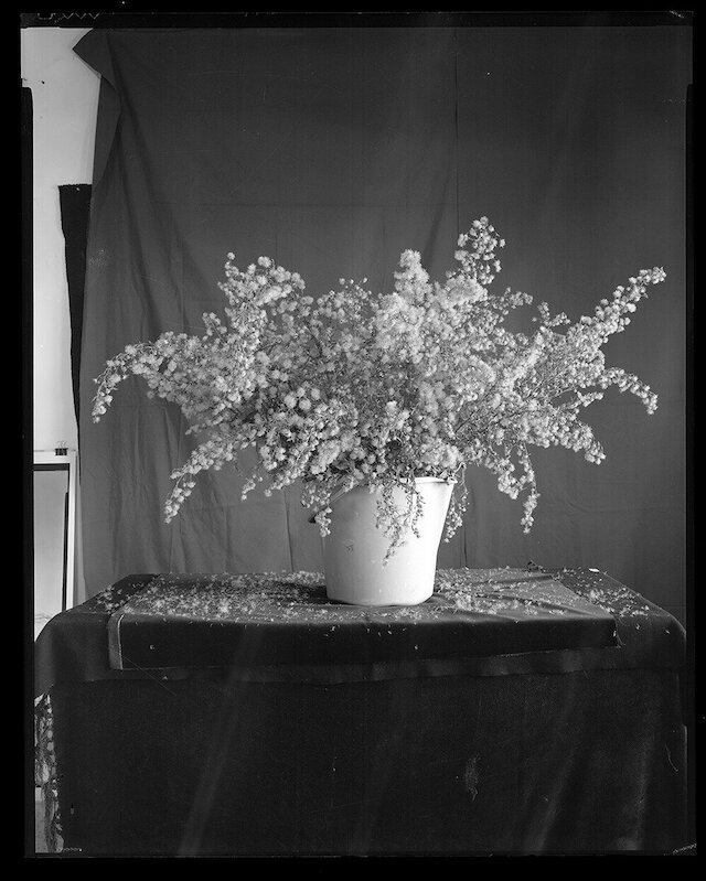 Paniculata