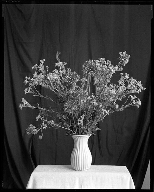 Perpetua Dorada Imagen 1