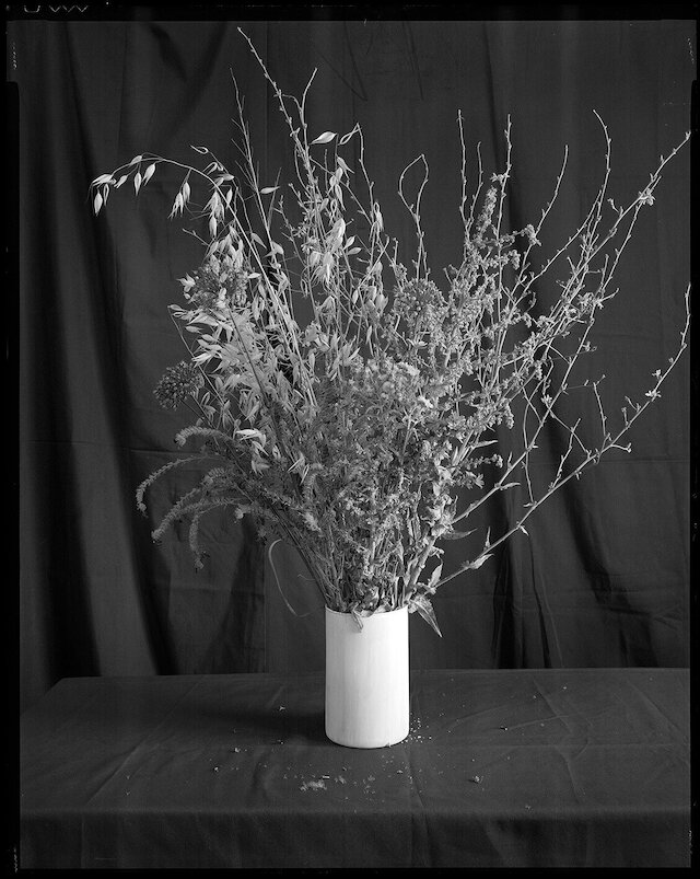 Inula Hedionda Imagen 1