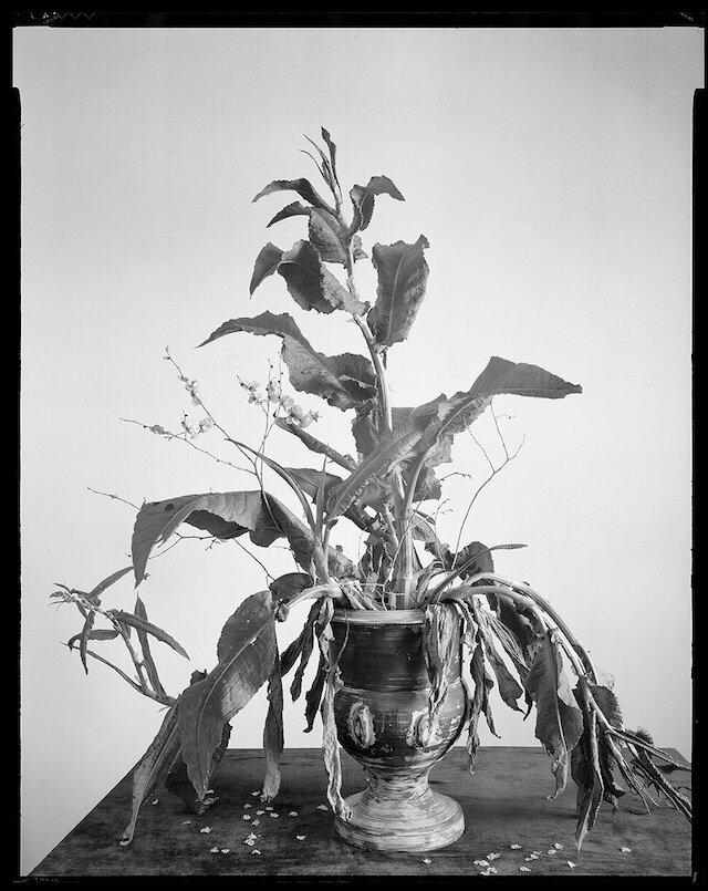 Chlorophytum Ruahense